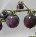 Tomate Ozo Blue (semences biologiques)