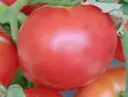 Tomate Rose de Berne (semences biologiques)
