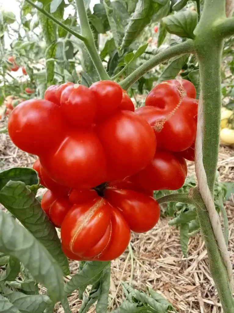 Tomate Voyage (semences biologiques)