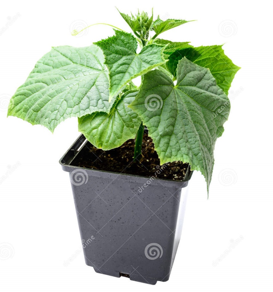 Plant Concombre