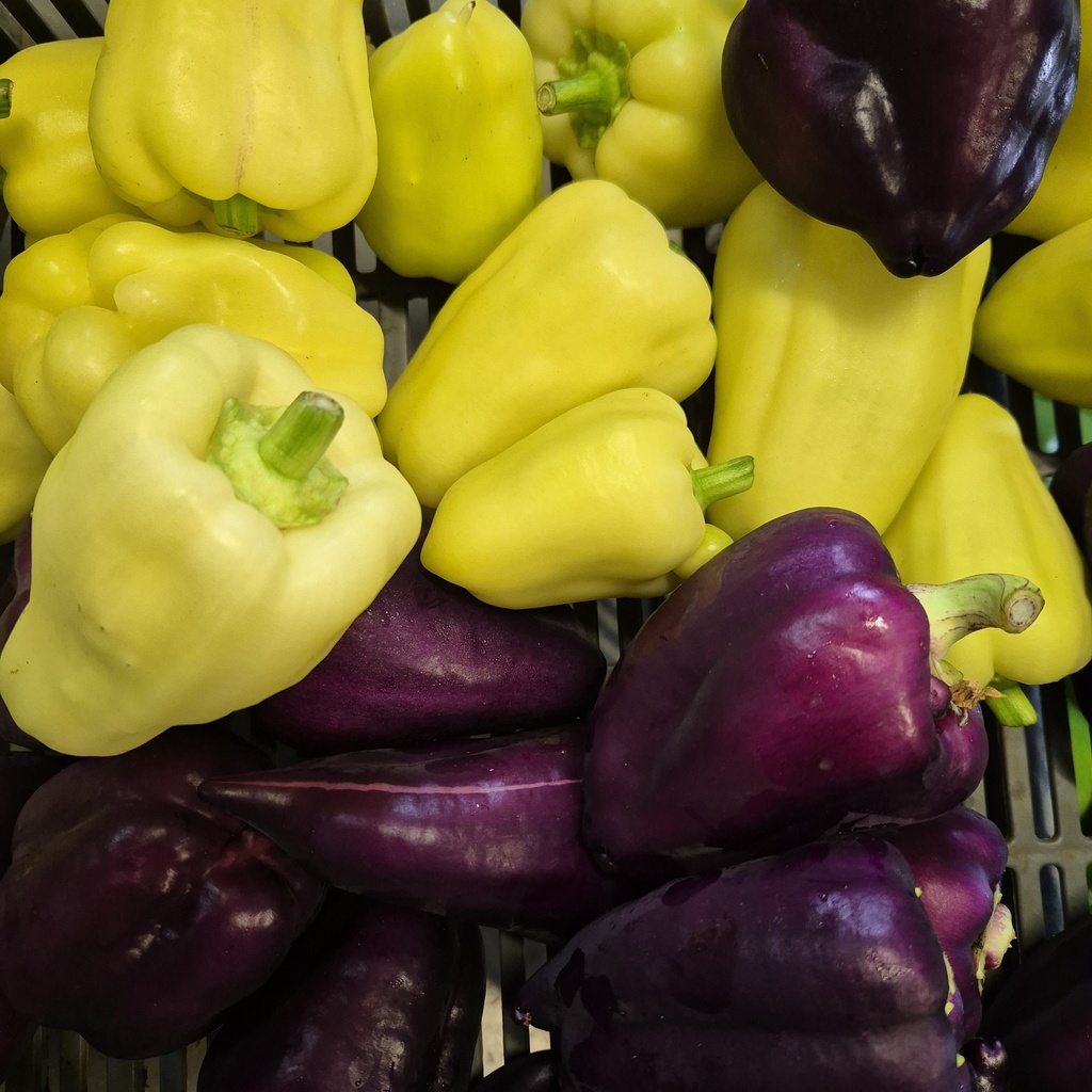 Poivrons couleur