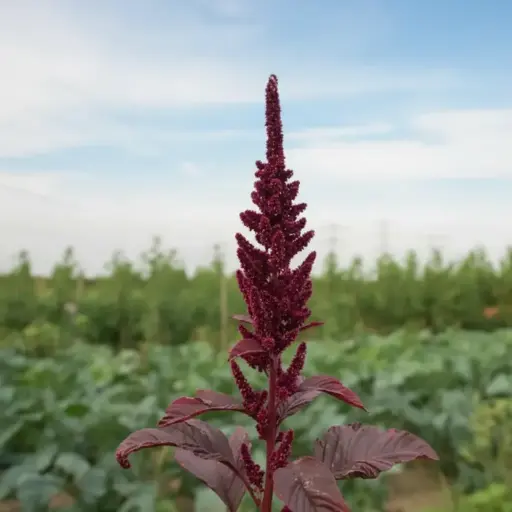 Amarante rouge – Fleurs (semences biologiques)