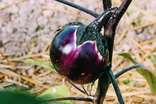 Aubergine Ronde de Valence (semences biologiques)