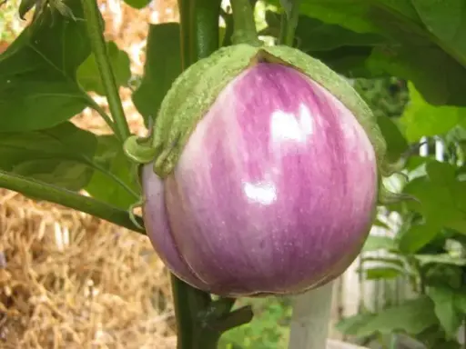 Aubergine Rosa Bianca (semences biologiques)