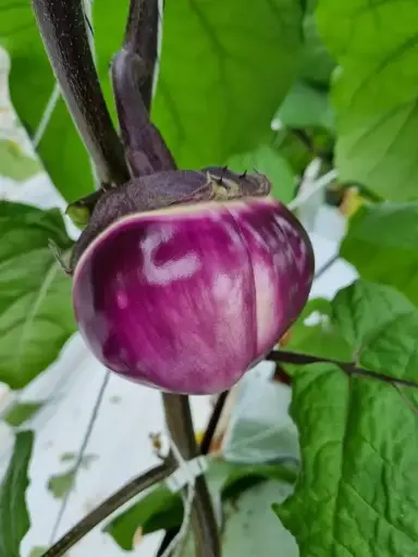 Aubergine Violette de Florence (semences biologiques)