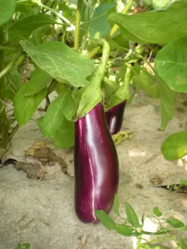 Aubergine Violette de Toulouse (semences biologiques)