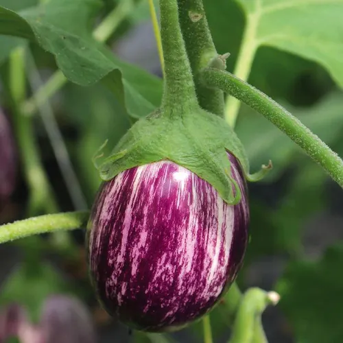 Aubergine Zebrina (semences biologiques)