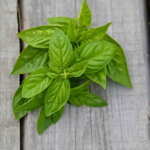 Basilic Grand vert (semences biologiques)