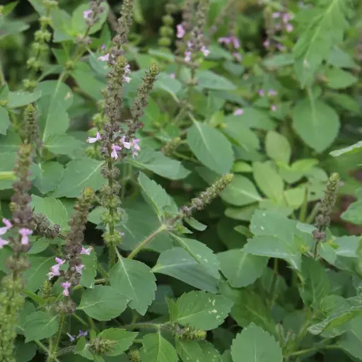 Basilic Tulsi (semences biologiques)