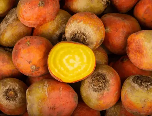 Betterave Jaune ovoïde des Barres (semences biologiques)