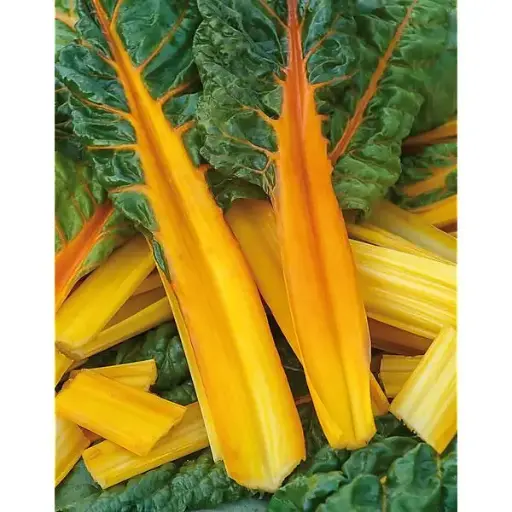 Blette Bright Yellow (semences biologiques)