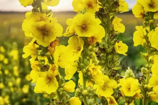 Bouillon blanc - Fleurs (semences biologiques)