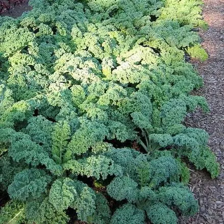 Chou kale Blue scotch curled (semences biologiques)
