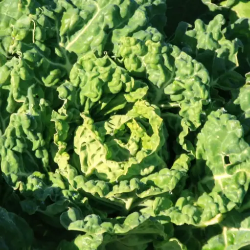 Chou pancalier de Touraine (semences biologiques)