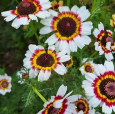Chrysanthème d'été - Fleurs (semences biologiques) (coloris VARIÉS)