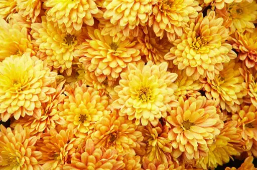 Chrysanthème d'été - Fleurs (semences biologiques)
