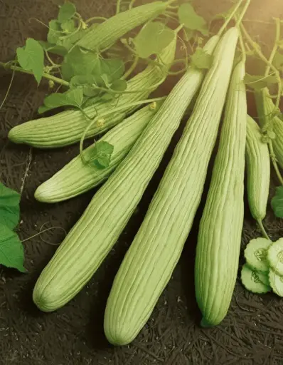Concombre Arménien (semences biologiques)