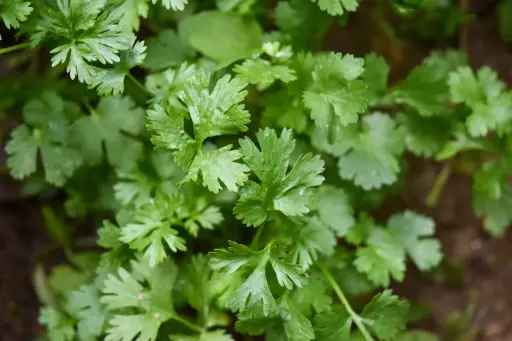 Coriandre Aromates (semences biologiques)