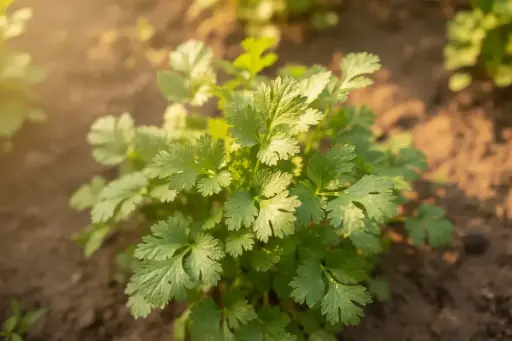 Coriandre Aromates (semences biologiques)