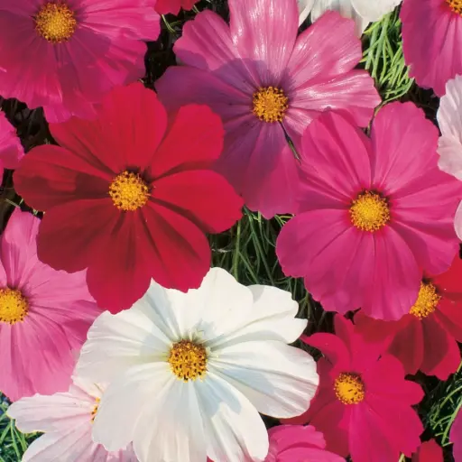 Cosmos sensation - Fleurs (semences biologiques)