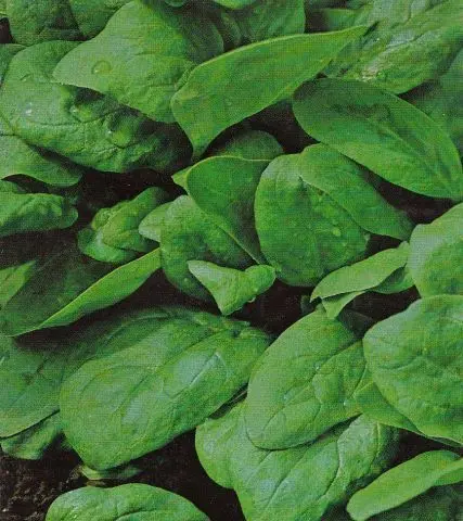 Epinard Geant d'hiver (semences biologiques)