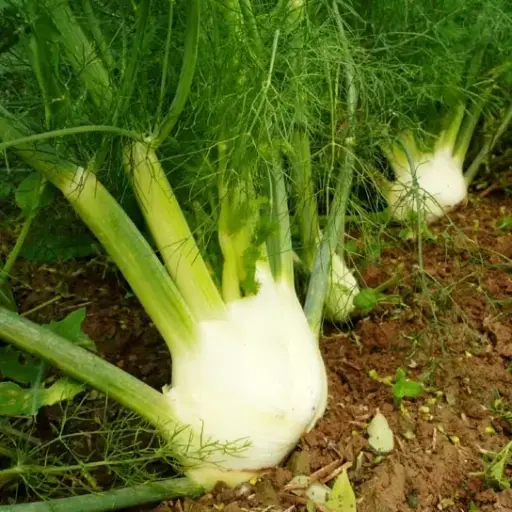 Fenouil Zefa Fino (semences biologiques)