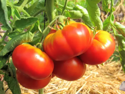 Tomate Grosse hâtive d'Orléans (semences biologiques)