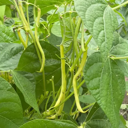 Haricot nain beurre Major (semences biologiques)