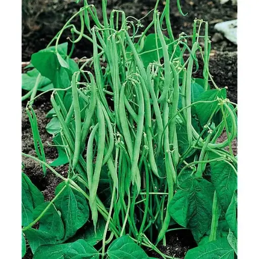 Haricot nain vert Pongo (semences biologiques)