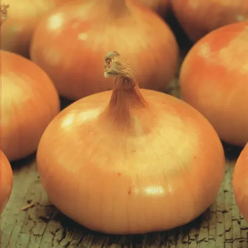 Oignon Jaune paille des vertus (semences biologiques)