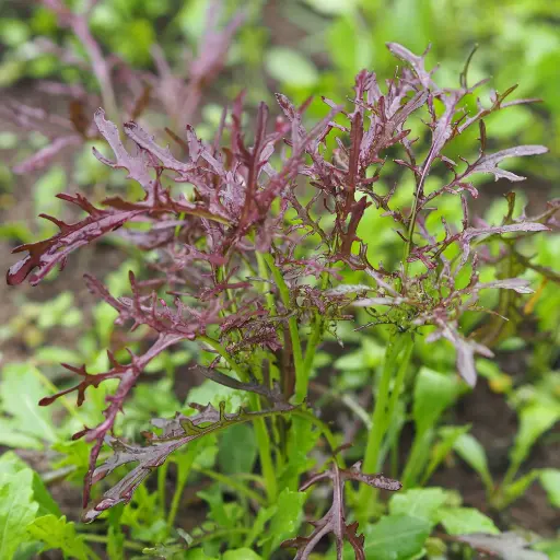 Jeunes pousses Mizuna rouge (semences biologiques)