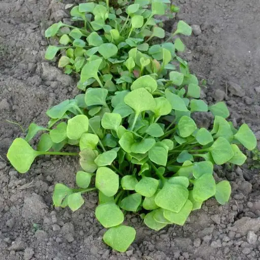 Jeunes pousses Pourpier Clayton de Cuba (semences biologiques)