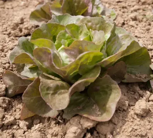 Laitue Brune percheronne (semences biologiques)