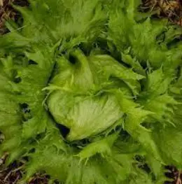 Laitue Reine de glace (semences biologiques)