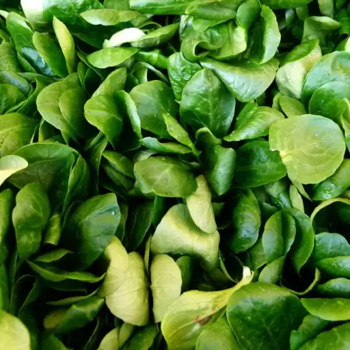 Mâche Verte d'Etampes (semences biologiques)