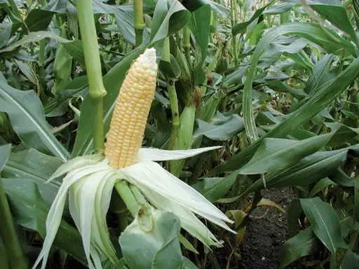Maïs Doux Golden Bantam (semences biologiques)