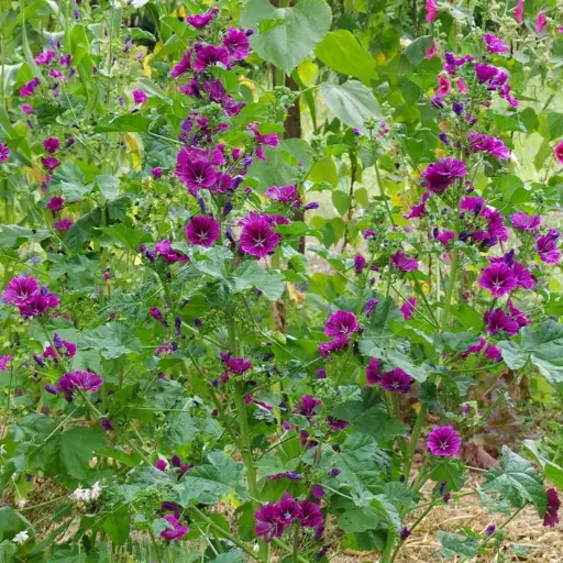 Mauve de Mauritanie - Fleurs (semences biologiques)