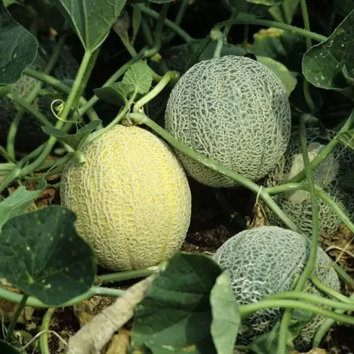 Melon Gros sucrin de Tours (semences biologiques)