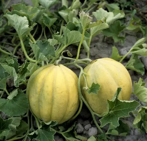 Melon Vieille France (semences biologiques)