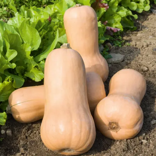 Courge Musquée Butternut (semences biologiques)