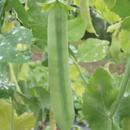 Petit Pois Nain à grain ridé Merveille de Kelvedon (semences biologiques)