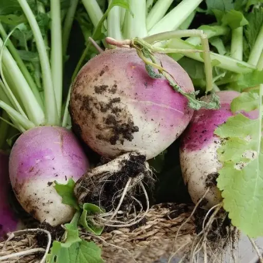 Navet Globe blanc à collet violet (semences biologiques)