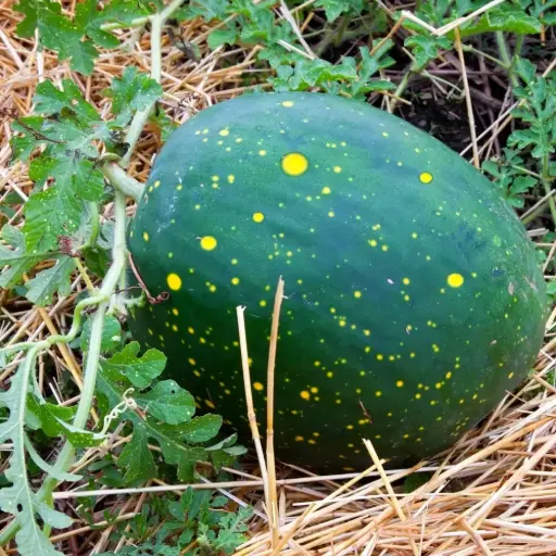 Pastèque Lune Etoiles (semences biologiques)