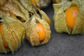 Physalis Coqueret du Pérou (semences biologiques)