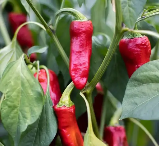 Piment Gorria (semences biologiques)