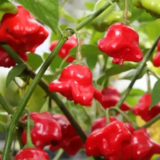 Piment très doux Bonnet d'êvèque (semences biologiques)