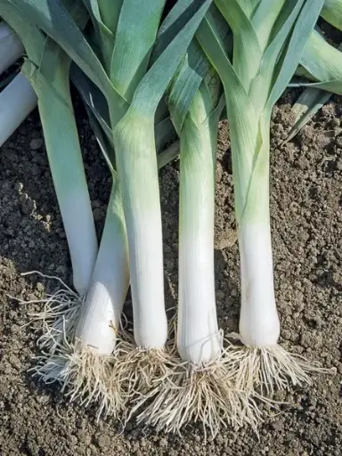 Poireau Bandit (semences biologiques)