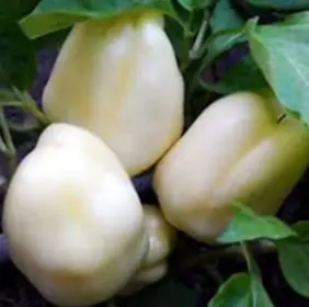 Poivron Blanc (semences biologiques)