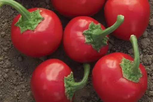 Poivron Cherry time (semences biologiques)