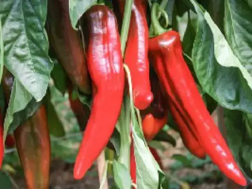 Poivron Corno di toro rosso (semences biologiques)